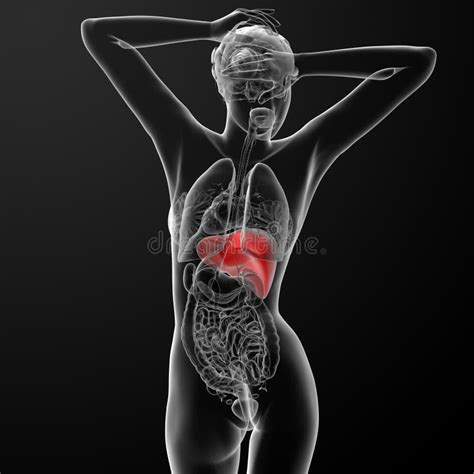 Leber Stockfoto Bild Von Menschlich Medizinisch Anatomie 88884536