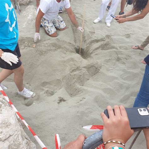 Primo Nido Del Di Tartaruga Marina Nel Regno Di Nettuno Caretta