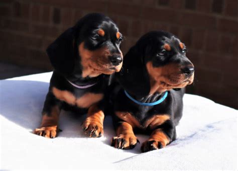 Exceptionally beautiful black and tan Dachshunds | in Strensall, North ...