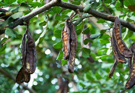 Carruba Cos Benefici E Propriet Nutrizionali Melarossa