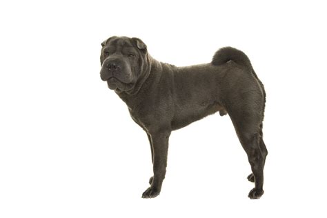 Shar-Pei: Dog Breed Characteristics & Care