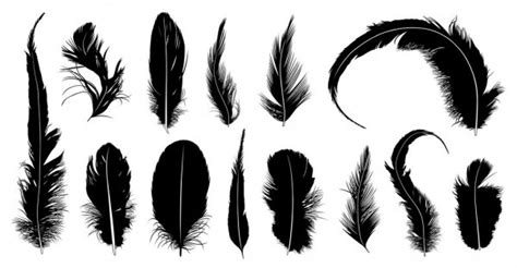 A Set Of Feathers Stock Vector Roman Sher