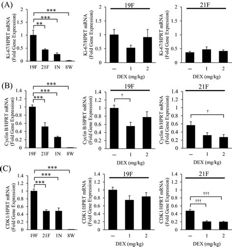 Ki 67 Cyclin B And CDK1 MRNA And Protein Levels Ki 67 Cyclin B And