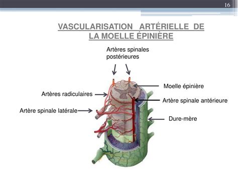 Ppt Vascularisation Du Système Nerveux Central Powerpoint