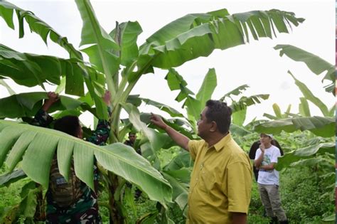 Pisang Cavendish Yang Ditanam Warga Di Dua Kabupaten Telah Berbuah