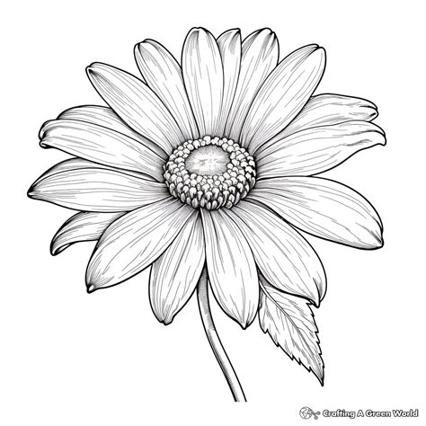 Free Printable Daisy Flower Coloring Pages Infoupdate Org