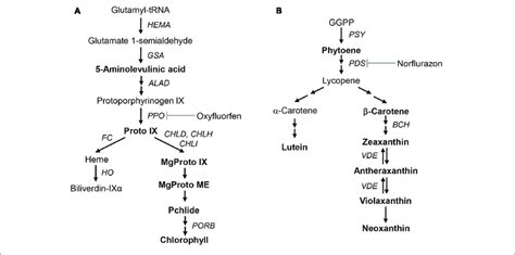 Schematic Biosynthetic Pathways Of Porphyrin And Carotenoid In Plants