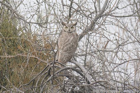 Arctic Phase Or Desert Phase Great Horned Owl 365 Days Of Birds