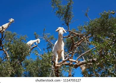 Goats In Trees Wallpaper