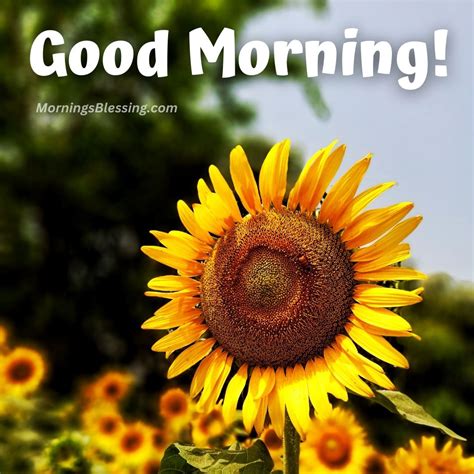 Good Morning Sunflower Images With Quotes