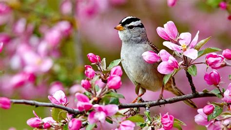 Birds Flowers Nature Wallpapers - Top Free Birds Flowers Nature Backgrounds - WallpaperAccess