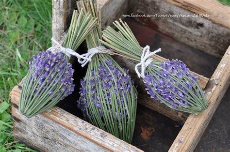 Pin By Ane Castro On Lavender Flowers Lavender Flowers Lavender