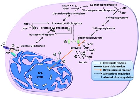 Metabolic Pathways In Cancers Key Targets And Implications In Cancer