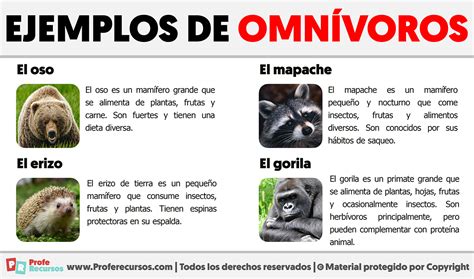 O Que Os Onívoros Comem - O Que Significa Onívoros - GITEDU
