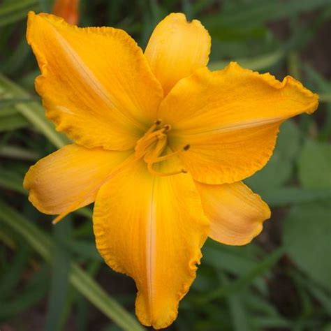 Ruffled Apricot Daylily Day Lilies Daylilies Bloom