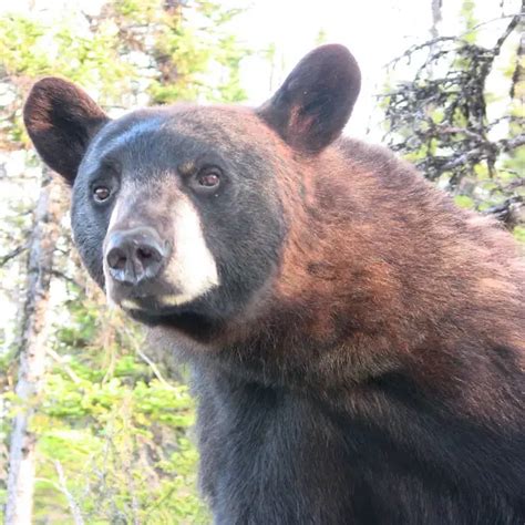 Cinnamon bear - Facts, Diet, Habitat & Pictures on Animalia.bio