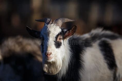 Portrait Of A Young Male Goat With Horns Animal Life Rural Con Stock