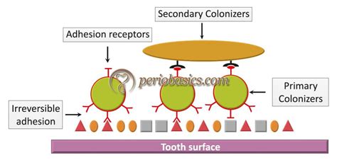 Dental Plaque And Plaque As Biofilm Basic