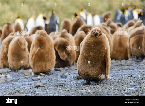 King penguin chicks Stock Photo - Alamy