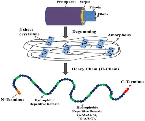 Silk Fibroin Structure After Degumming Reproduced With Permission From