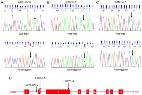 Schematic Structure Of The Nlrp Gene And Sanger Chromatogram Image Of