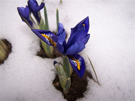 Quelles Sont Les Plantes Qui Fleurissent En Hiver Jardin De Grand Meres