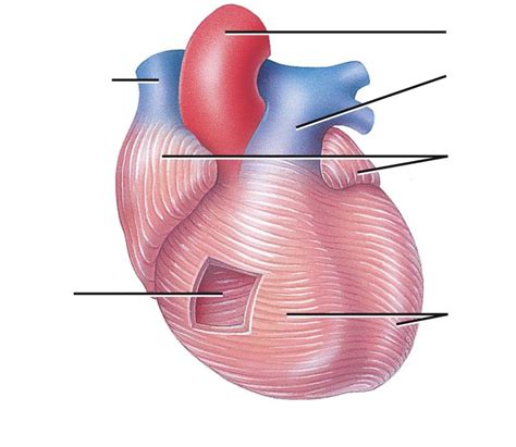 Cardiac Muscle Bundles Of Myocardium Diagram Quizlet