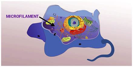 Microfilaments - Structure and its Functions in Eukaryotic Cells