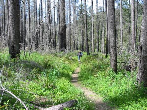 Neues Gr N Im Toten Wald