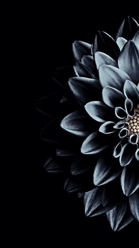 Black Wallpaper Aesthetic Flower | Ponari Wall