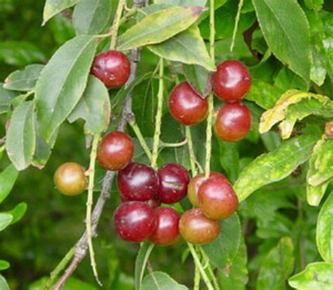 Prunus Salicifolia Capulin Cherry Seeds