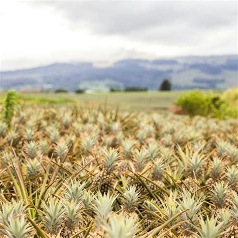 Maui Pineapple Tour | Pineapple Farm Tours in Maui, HI