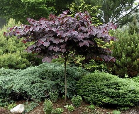 Full Size Picture Of Eastern Redbud Canadian Redbud Judas Tree