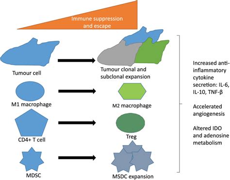 The Shift Towards An Immunosuppressed Tumour Microenvironment Tme