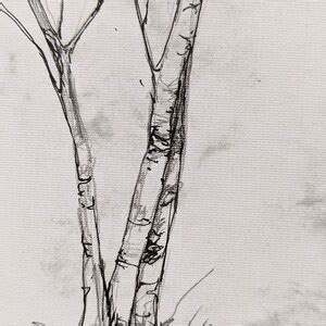 Original Birch Tree Drawing By Erica Harney Pencil And Ink Drawing