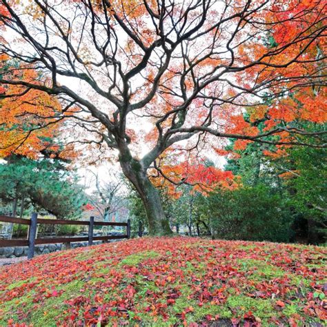 Autumn Kyoto