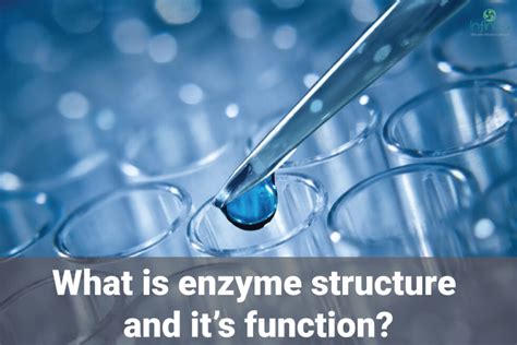 What Is Enzyme Structure And Functions Infinita Biotech