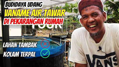 PELUANG USAHA BARUBudidaya Udang Vaname Air Tawar Hasilkan CUAN Dari