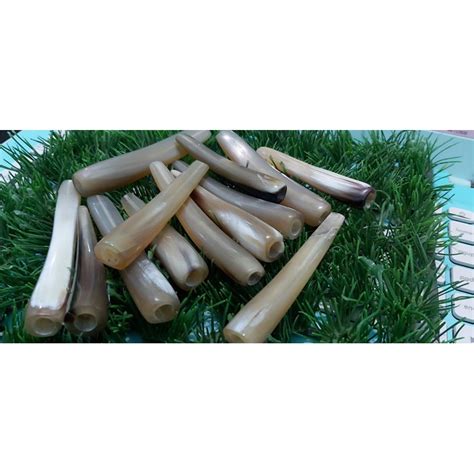 Jual PIpa Once Tanduk Kerbau Bule Super Asli Ukuran 7 Cm Indonesia