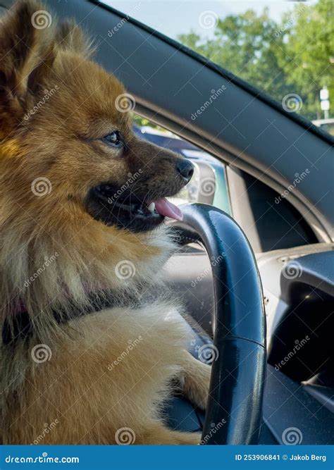 Portrait of a Funny Spitz Dog Driving a Car. Stock Image - Image of