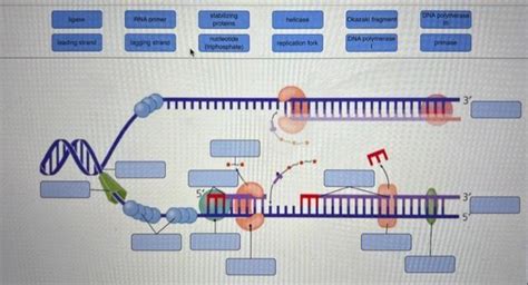 Solved Label The Figure To Assess Your Knowledge Of Dna Chegg