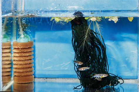 Getting started in fish breeding - Practical Fishkeeping