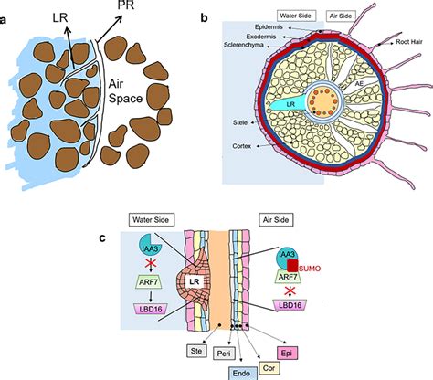 Schematic Presentation Of Hydropatterning In Roots Of Arabidopsis And