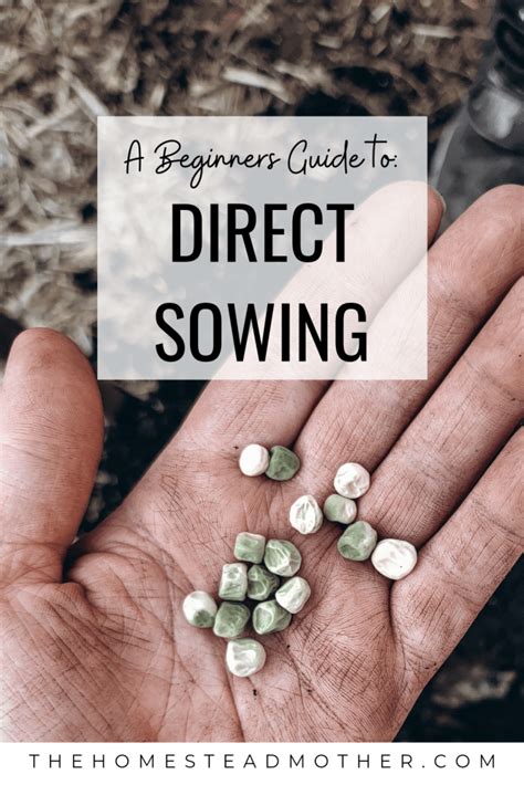 Direct Sowing Seeds What Seeds And When The Homestead Mother