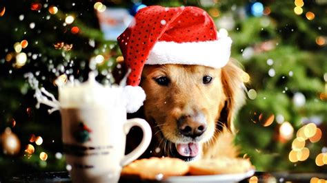 Cute Christmas Animal Wallpapers - Wallpaper Cave