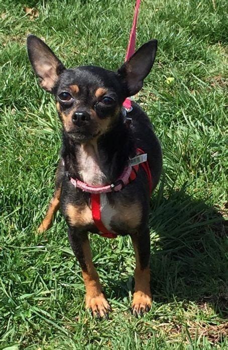 Adopt Arie On Petfinder Chihuahua Love I Love Dogs Puppy Pictures