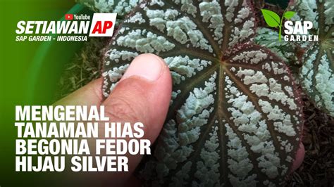 Begonia Fedor Berdaun Hijau Silver SAP Garden YouTube