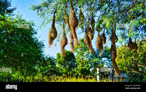 Sunny Day Hanging Birds Many Nest In A Acacia Tree Branch Landscape