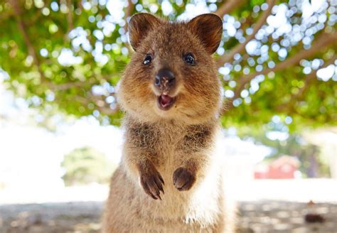 Quokkas Is Happy Happy Animals Quokka Animals