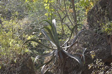 Amole Desde Reserva Ecol Gica El Mineral De Nuestra Se Ora De La